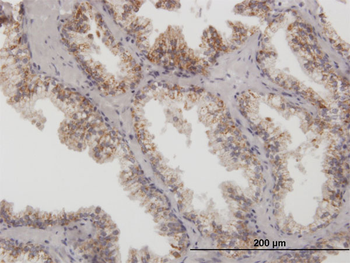 ARG2 purified MaxPab mouse polyclonal antibody (B01P)