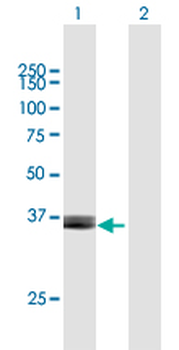 ARG2 purified MaxPab mouse polyclonal antibody (B01P)