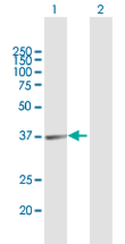 ARG1 purified MaxPab mouse polyclonal antibody (B02P)