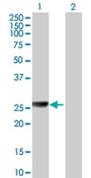 ARG1 purified MaxPab mouse polyclonal antibody (B01P)