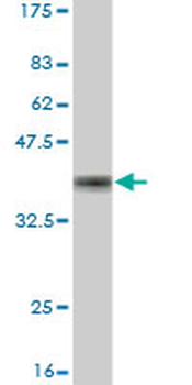 TRIM23 monoclonal antibody (M05), clone 3E8