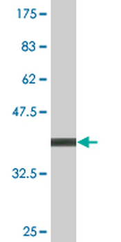 TRIM23 monoclonal antibody (M01), clone 2H4