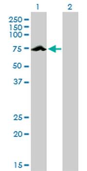 ARAF monoclonal antibody (M05), clone 3E2