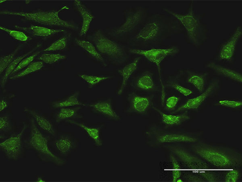 ARAF purified MaxPab rabbit polyclonal antibody (D01P)