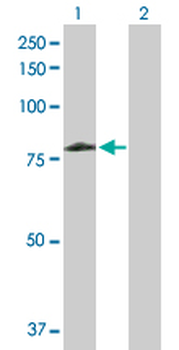 ARAF purified MaxPab rabbit polyclonal antibody (D01P)