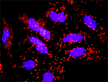 FAS monoclonal antibody (M05), clone 2G3