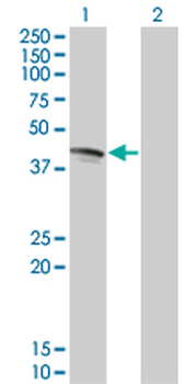 FAS monoclonal antibody (M05), clone 2G3
