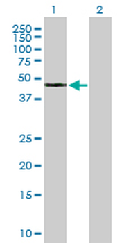 APOH MaxPab mouse polyclonal antibody (B01)