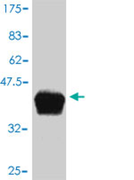 APOC4 monoclonal antibody (M01), clone 3D10