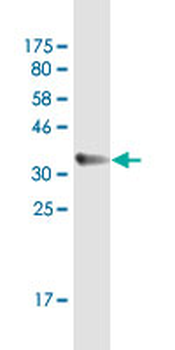 APOC3 monoclonal antibody (M06), clone 8H7