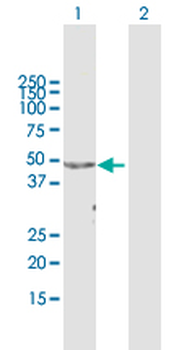 APOA4 purified MaxPab mouse polyclonal antibody (B01P)