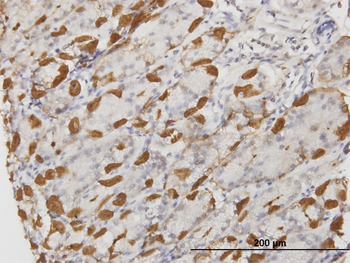 APOA2 monoclonal antibody (M03), clone 1H6