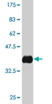 APOA2 monoclonal antibody (M03), clone 1H6