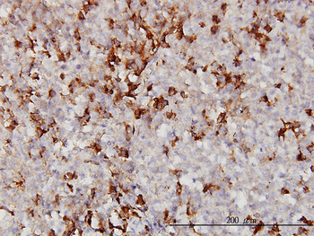 APOA2 monoclonal antibody (M01), clone 4F3
