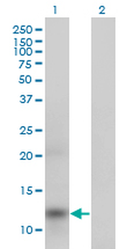 APOA2 monoclonal antibody (M01), clone 4F3