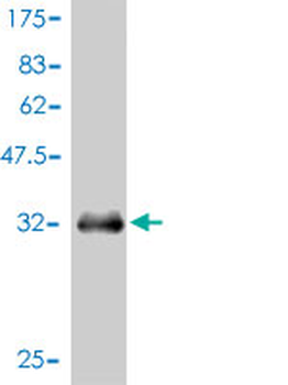 APOA2 monoclonal antibody (M01), clone 4F3