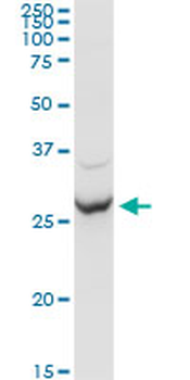 APOA1 purified MaxPab rabbit polyclonal antibody (D01P)