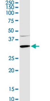 APOA1 purified MaxPab rabbit polyclonal antibody (D01P)