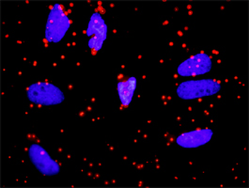 APOA1 purified MaxPab rabbit polyclonal antibody (D01P)