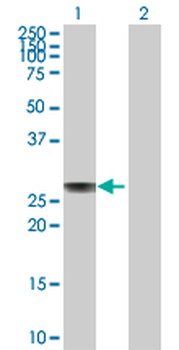 APOA1 purified MaxPab rabbit polyclonal antibody (D01P)