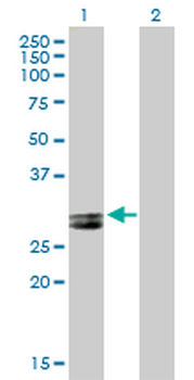 APOA1 purified MaxPab mouse polyclonal antibody (B01P)