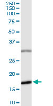 BIRC5 MaxPab rabbit polyclonal antibody (D01)