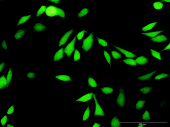 XIAP MaxPab rabbit polyclonal antibody (D01)