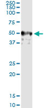 XIAP MaxPab rabbit polyclonal antibody (D01)