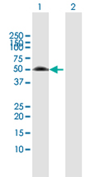XIAP MaxPab rabbit polyclonal antibody (D01)