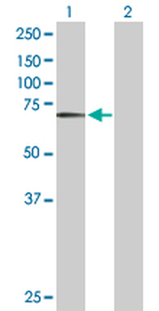 BIRC3 purified MaxPab rabbit polyclonal antibody (D01P)