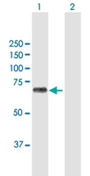 BIRC3 MaxPab rabbit polyclonal antibody (D01)