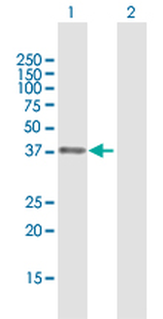 APEX1 purified MaxPab rabbit polyclonal antibody (D02P)