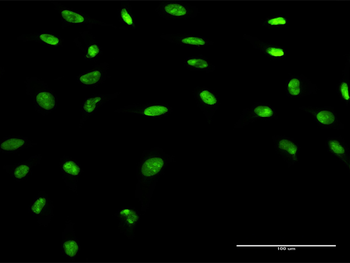 APEX1 MaxPab rabbit polyclonal antibody (D02)