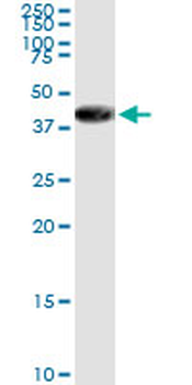 APEX1 MaxPab rabbit polyclonal antibody (D02)