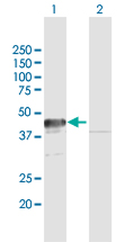 APEX1 MaxPab rabbit polyclonal antibody (D02)