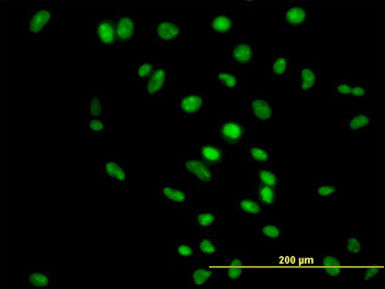 APEX1 purified MaxPab mouse polyclonal antibody (B01P)