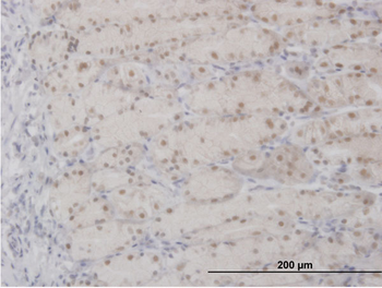 APEX1 purified MaxPab mouse polyclonal antibody (B01P)