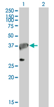 APEX1 purified MaxPab mouse polyclonal antibody (B01P)