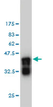 APBB2 monoclonal antibody (M01), clone 2D8