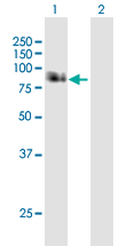 APBB1 purified MaxPab mouse polyclonal antibody (B01P)