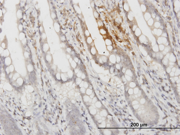 APOF monoclonal antibody (M02), clone 1D5