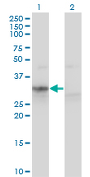 APOF monoclonal antibody (M02), clone 1D5