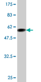 APOF monoclonal antibody (M02), clone 1D5