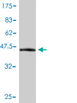 NUDT2 monoclonal antibody (M01), clone 4A4-3C3