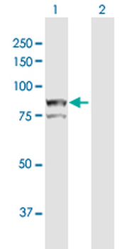 AOC2 MaxPab rabbit polyclonal antibody (D01)