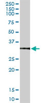 ANXA5 MaxPab rabbit polyclonal antibody (D01)