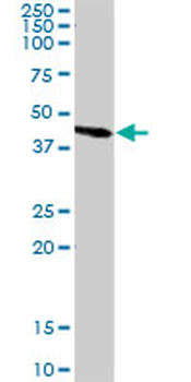 ANXA5 MaxPab rabbit polyclonal antibody (D01)