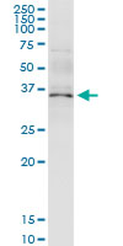 ANXA5 MaxPab rabbit polyclonal antibody (D01)