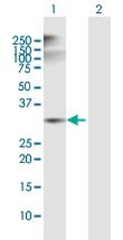 ANXA5 MaxPab rabbit polyclonal antibody (D01)