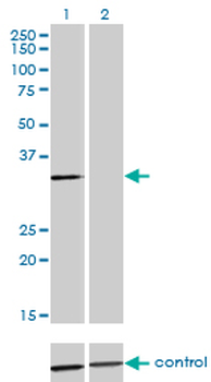 ANXA3 monoclonal antibody (M12), clone 4F1